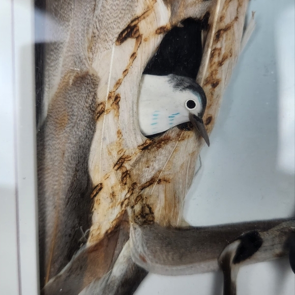 Framed White-Breasted Nuthatch Birds Featherwork Art Shadow Box Unsigned Vintage - Picture 3 of 9